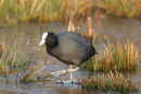 07-6342 Coot (Fulica atra) on Frozen Pond